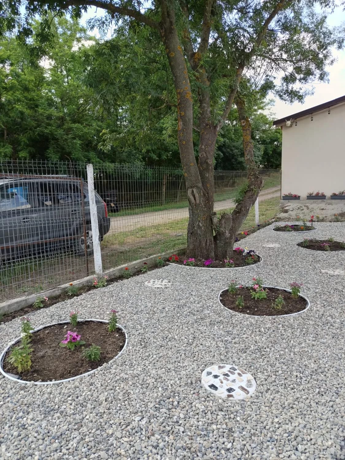 Curtea de la intrare, cu pietriș alb, ronduri rotunde de flori și nucul mare din mijloc.